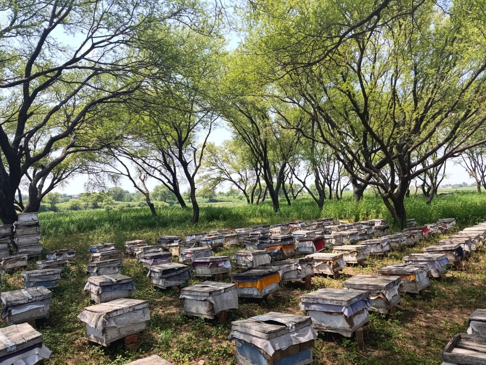 Heaven Cures bee farm with wooden hives under lush trees